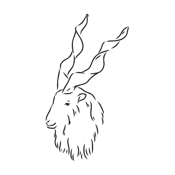A cabeça de uma cabra com grandes chifres de parafuso e cabelos grossos parece reta full-face, esboço gráfico vetorial monocromático ilustração em um fundo branco —  Vetores de Stock