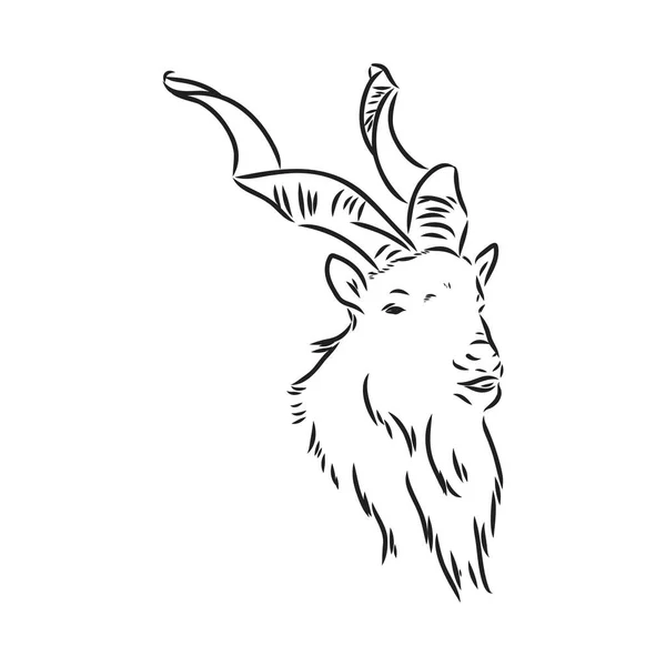 Hlava kozy s velkými rohy šroubů a husté vlasy vypadá rovný full-face, skica vektorové grafiky monochromatické ilustrace na bílém pozadí — Stockový vektor