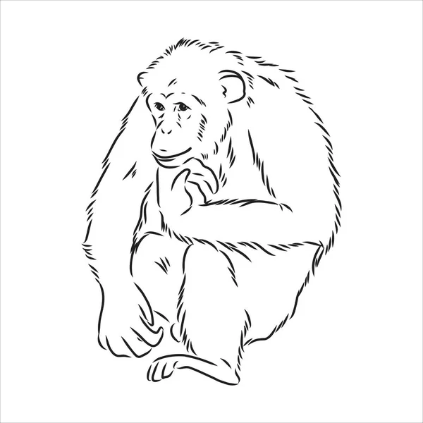 손으로 그린 Ape 의 고립된 그림 , Black and White Cartoon Vector Illustration - Line Drawn Vector — 스톡 벡터