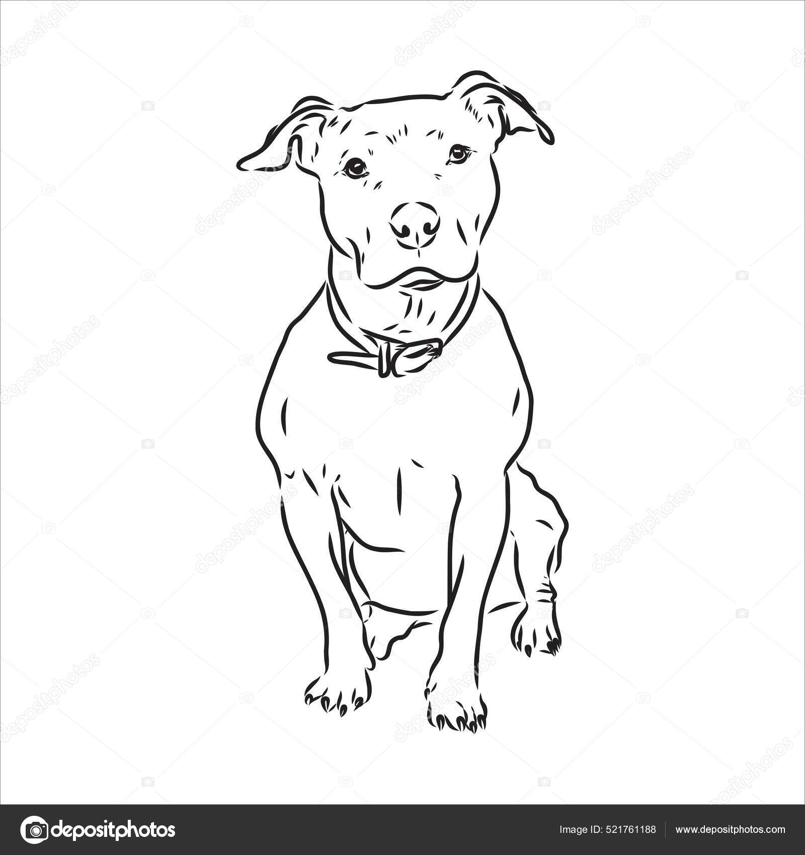Vector boceto dibujo pitbull ladridos pit bull terrier perro vector Vector  de stock #521761188 de ©Elalalala.yandex.ru, image size:1600x1700