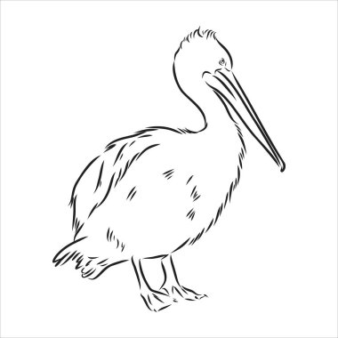 Pelikan pelikan kuş vektörünün el çizimi