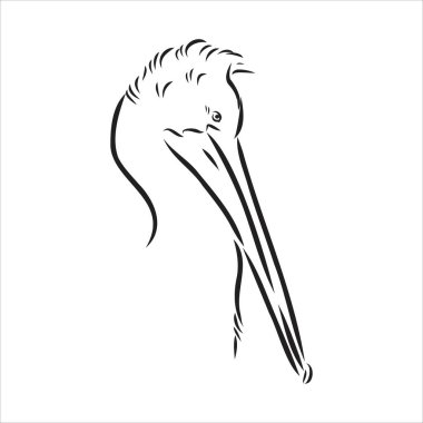 Pelikan pelikan kuş vektörünün el çizimi