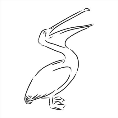 Pelikan pelikan kuş vektörünün el çizimi