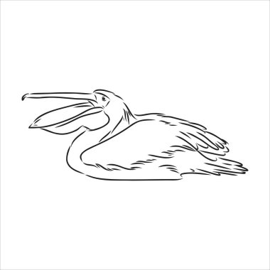 Pelikan pelikan kuş vektörünün el çizimi