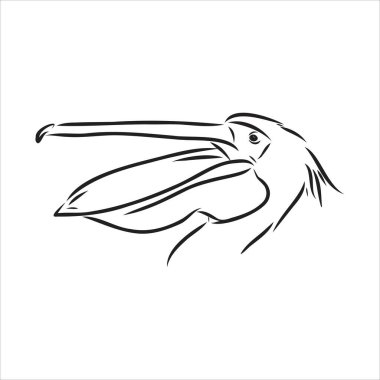 Pelikan pelikan kuş vektörünün el çizimi