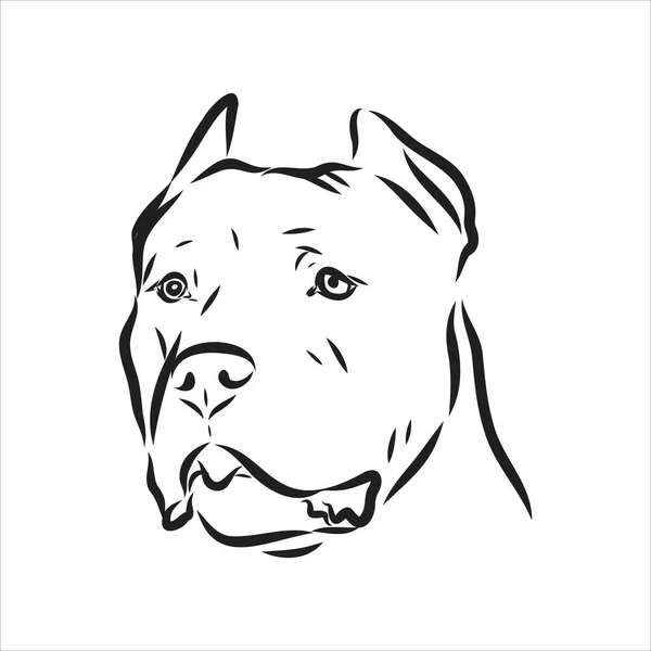 Vector schets tekening pitbull blaffen pit bull terrier hond vector — Stockvector