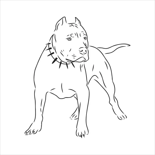 Desenho de esboço vetorial pitbull latindo pit bull terrier cão vetor — Vetor de Stock