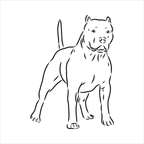 Desenho de esboço vetorial pitbull latindo pit bull terrier cão vetor — Vetor de Stock