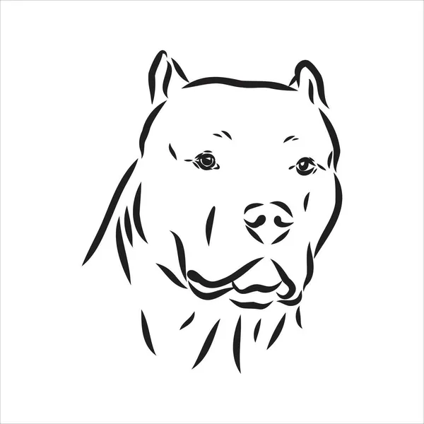 Vector boceto dibujo pitbull ladridos pit bull terrier perro vector — Vector de stock
