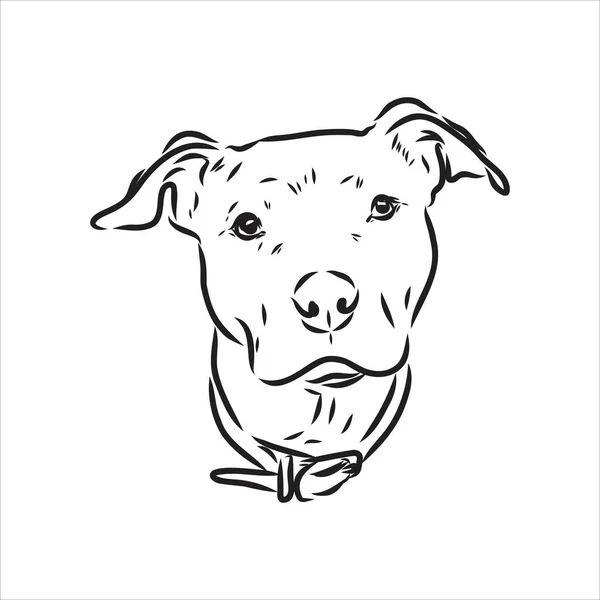 Schizzo vettoriale disegno pitbull abbaiare pit bull terrier cane vettore — Vettoriale Stock