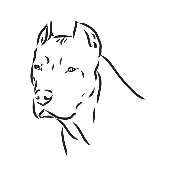 Desenho de esboço vetorial pitbull latindo pit bull terrier cão vetor — Vetor de Stock