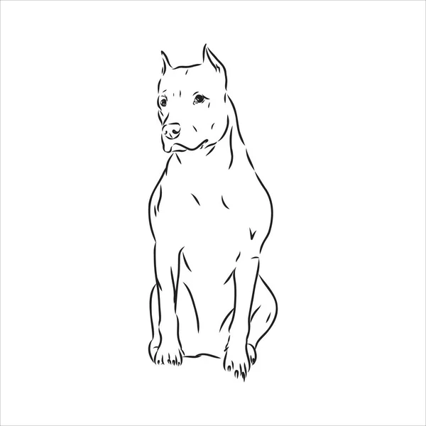 Vektor Skizze Zeichnung Pitbull bellen Pitbull Terrier Hund Vektor — Stockvektor