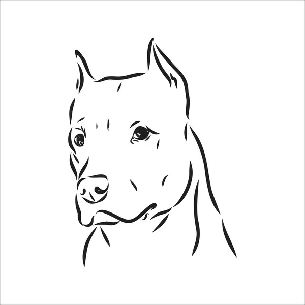 Διάνυσμα σκίτσο σχέδιο πίτμπουλ γάβγισμα πίτμπουλ τεριέ σκυλί φορέα — Διανυσματικό Αρχείο