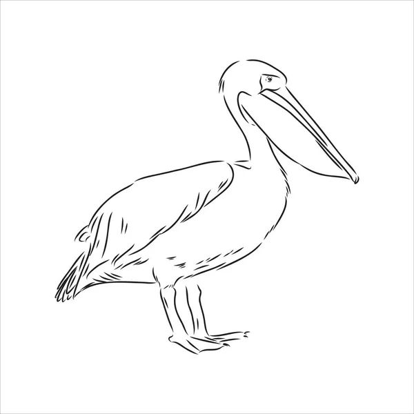 Met de hand getekend schets van pelikaan vogel vector — Stockvector