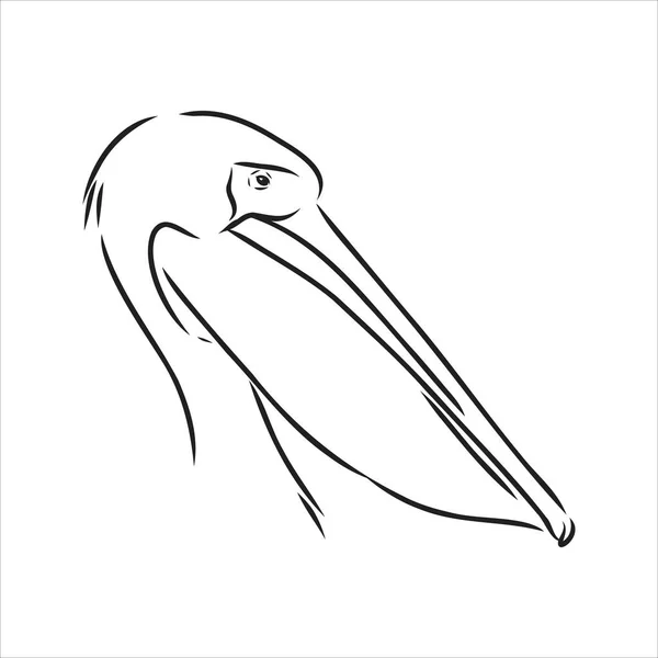 Dibujo dibujado a mano del vector pelícano de aves — Archivo Imágenes Vectoriales