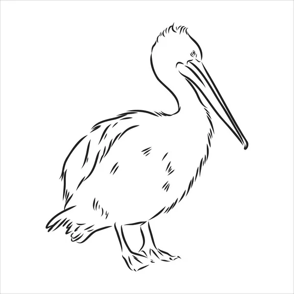 Dibujo dibujado a mano del vector pelícano de aves — Vector de stock