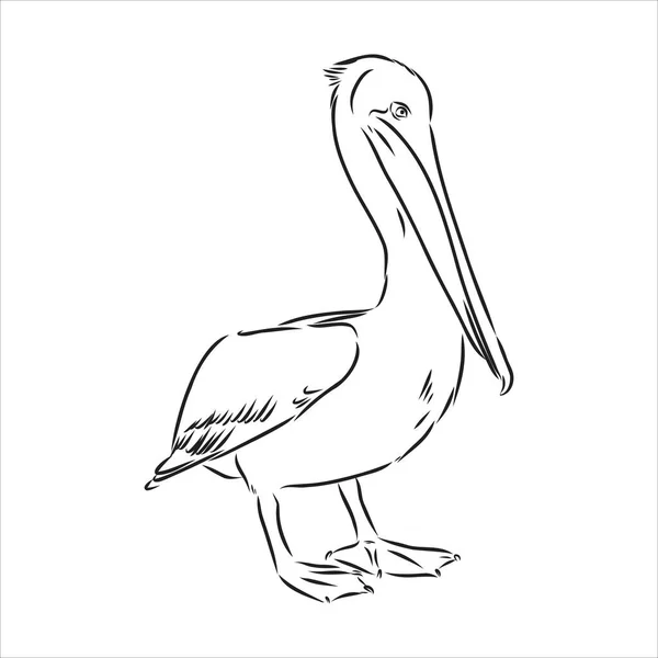 Handgezeichnete Skizze des Pelikanvogelvektors — Stockvektor