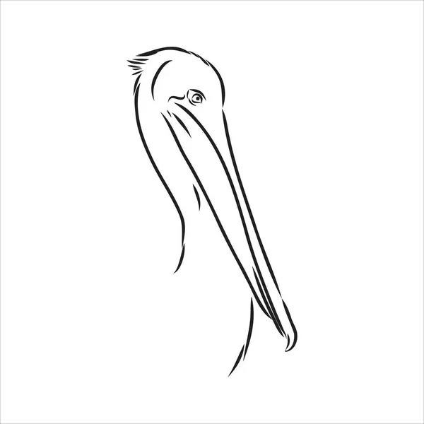 Dibujo dibujado a mano del vector pelícano de aves — Vector de stock