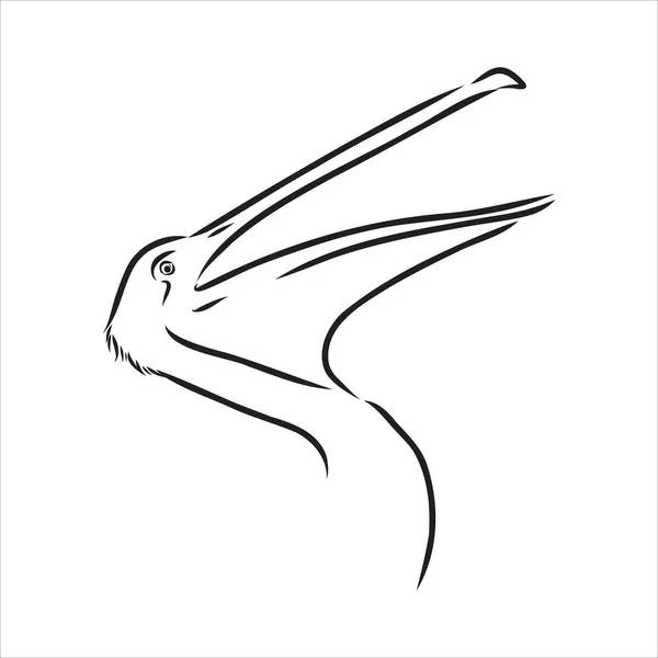 Handgezeichnete Skizze des Pelikanvogelvektors — Stockvektor