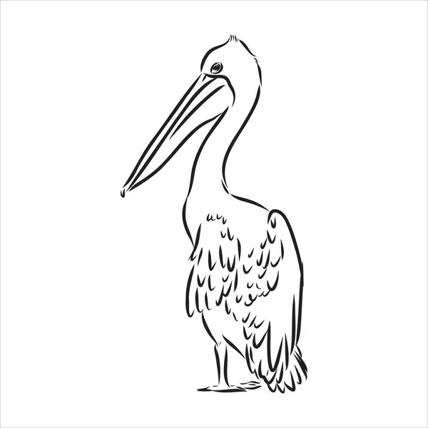 Croquis dessiné à la main du pélican vecteur d'oiseaux — Image vectorielle