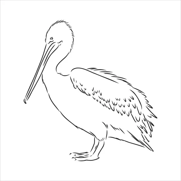 Dibujo dibujado a mano del vector pelícano de aves — Vector de stock