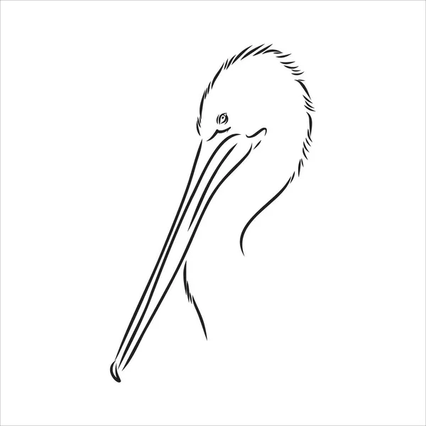 Esboço desenhado à mão do vetor pelicano de aves —  Vetores de Stock