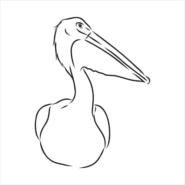 Dibujo dibujado a mano del vector pelícano de aves — Vector de stock