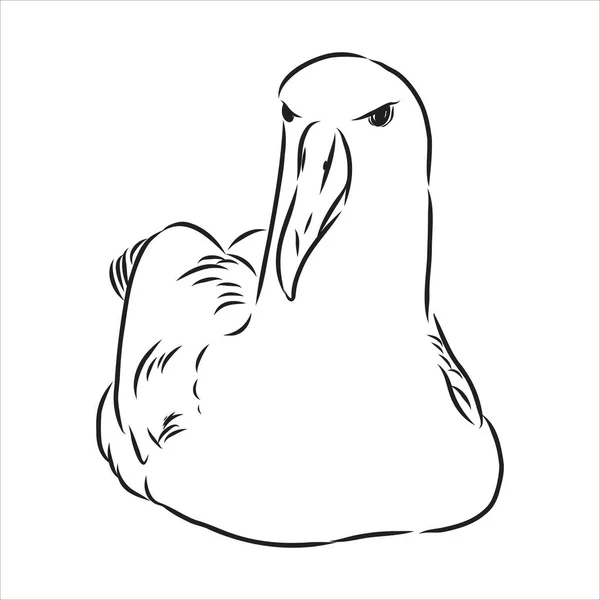 Águila albatros pájaro en vuelo con alas abiertas bosquejo gráficos vectoriales dibujo en blanco y negro — Vector de stock