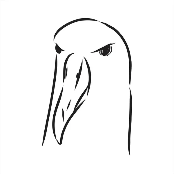 Açık kanatlı martı Albatros kuşu, siyah beyaz çizim vektör çizimleri çiziyor. — Stok Vektör