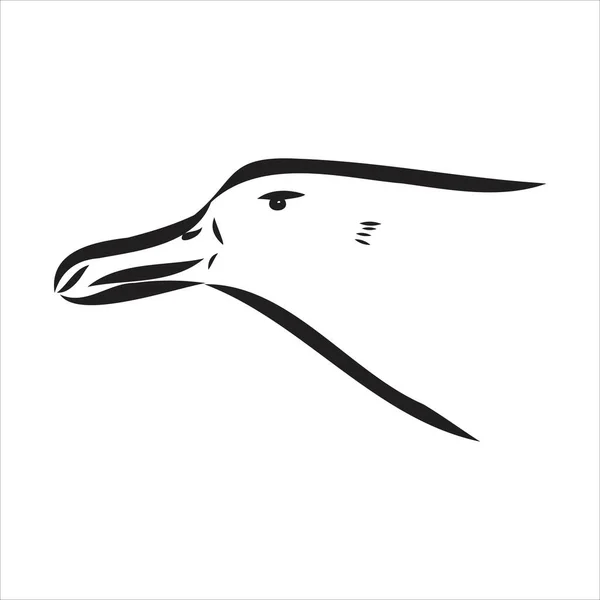 Águila albatros pájaro en vuelo con alas abiertas bosquejo gráficos vectoriales dibujo en blanco y negro — Archivo Imágenes Vectoriales