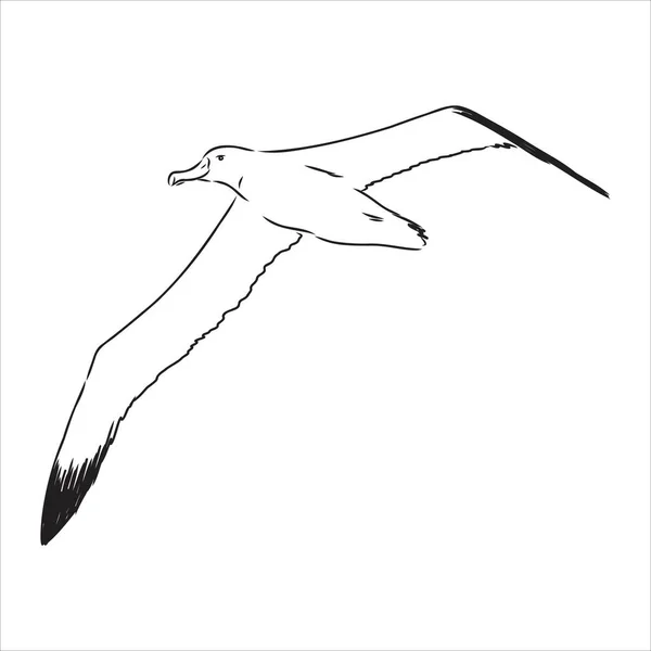 オープンウィングで飛行中のカモメアルバトロス鳥のスケッチベクトルグラフィックス黒と白の図面 — ストックベクタ