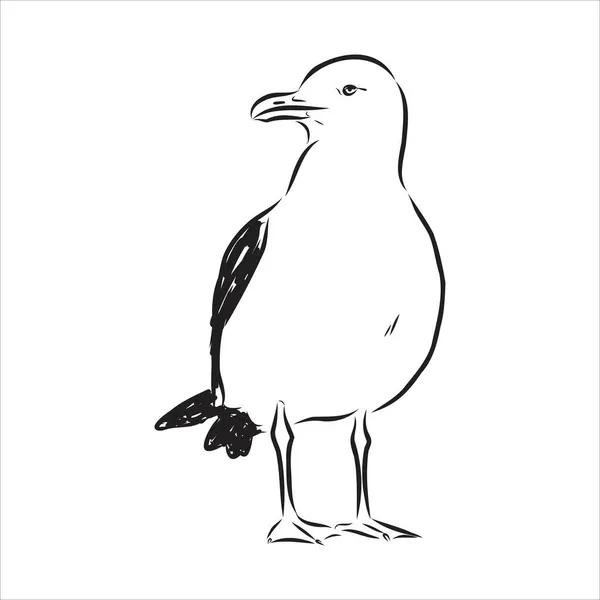 Gaivota Albatroz pássaro em voo com asas abertas esboço vetorial gráficos preto e branco desenho —  Vetores de Stock