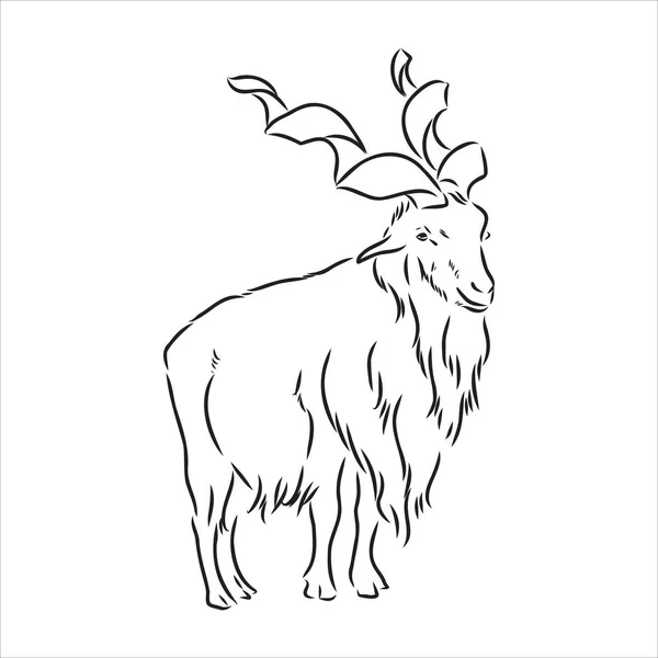 大きなヤギの角は、背部から形をねじ込み、白い背景にグラフィックスタイルでベクトル図面 — ストックベクタ
