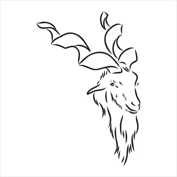 Cuernos de cabra grandes forma atornillada desde atrás, dibujo vectorial boceto en estilo gráfico sobre fondo blanco — Vector de stock