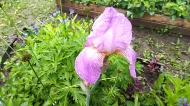 yeşil bir arka plan üzerinde mor iris