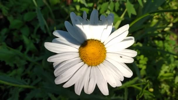 Floraison. Camomille. Champ de camomille en fleurs, Fleurs de camomille sur un pré en été, Mise au point sélective — Video