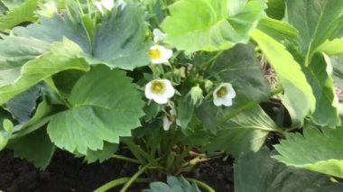 Yeşil çalı çiçek bahar çilek