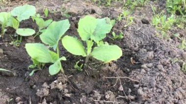 yatağı üzerinde küçük salatalık bitkiler