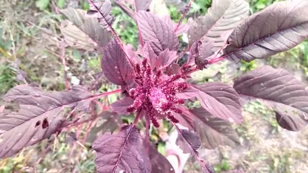 Червона декоративна рослина амаранту в саду — стокове відео