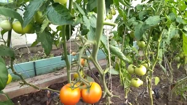 Tomates maduros prontos para pegar em uma estufa — Vídeo de Stock