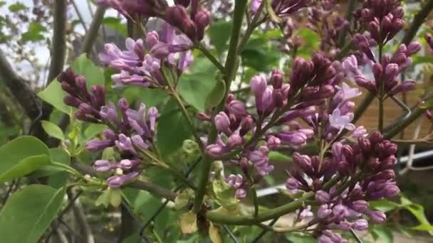 Branch with spring lilac flowers — Stock Video