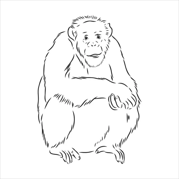 손으로 그린 Ape 의 고립된 그림 , Black and White Cartoon Vector Illustration - Line Drawn Vector — 스톡 벡터