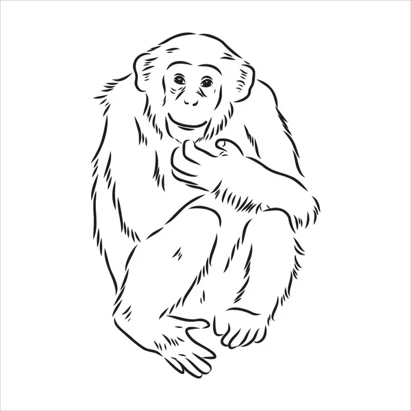 손으로 그린 Ape 의 고립된 그림 , Black and White Cartoon Vector Illustration - Line Drawn Vector — 스톡 벡터