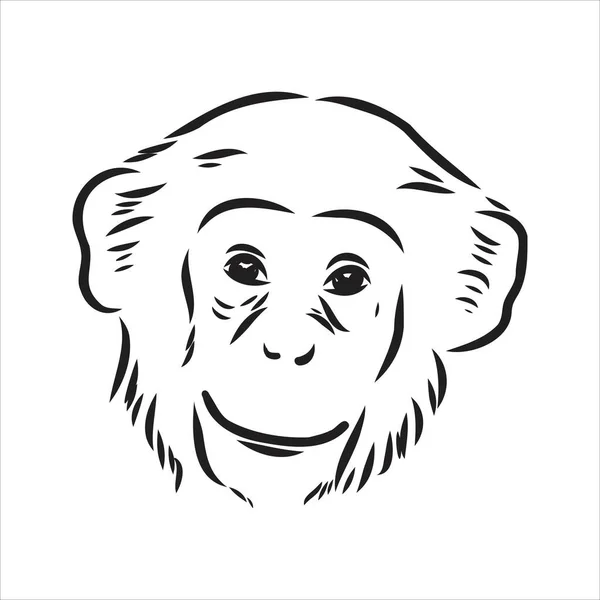 Dibujo dibujado a mano de Ape aislado, Ilustración de vectores de dibujos animados en blanco y negro - Vector dibujado en línea — Vector de stock