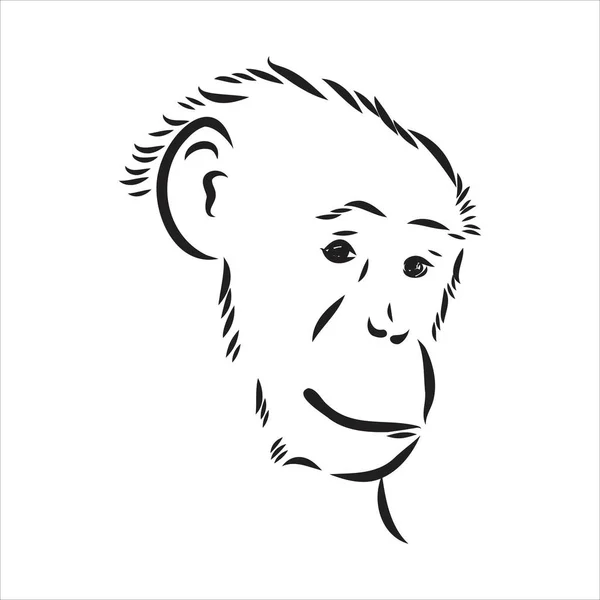 Handgezeichnete Skizze von Affe isoliert, Schwarz-Weiß Cartoon Vector Illustration - Line Drawn Vector — Stockvektor