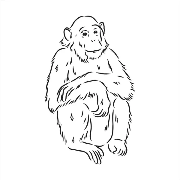 Kézzel rajzolt vázlat majom izolált, fekete-fehér rajzfilm vektor illusztráció - Vonal húzott vektor — Stock Vector