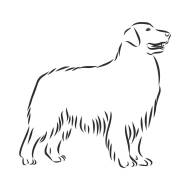 Profil köpek golden retriever ayakta, izole vektör çizim beyaz arka plan üzerinde siyah renkli dekoratif portresi