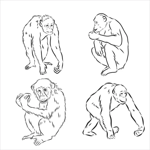 Desenho a preto e branco desenhado à mão de chimpanzé sobre um fundo branco. Vida selvagem. Animais selvagens. chimpanzé preto e branco, chimpanzé, macaco —  Vetores de Stock