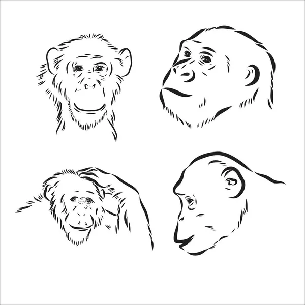 Kézzel rajzolt fekete-fehér vázlat a csimpánzról fehér alapon. Vad élet. Vadállatok. Fekete-fehér csimpánz, csimpánz, majom — Stock Vector