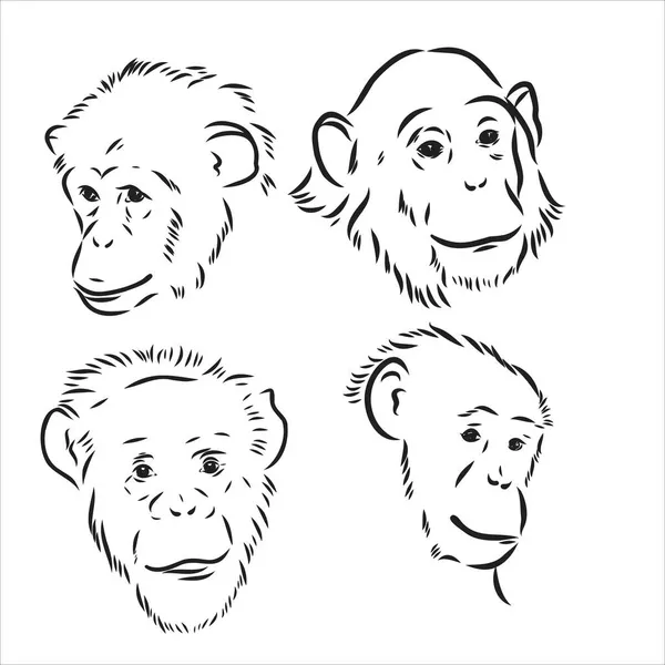 Met de hand getekend zwart-wit schets van chimpansee op een witte achtergrond. Wilde dieren. Wilde dieren. Zwarte en witte chimpansee, chimpansee, aap — Stockvector